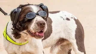Thumbnail: British army dogs get own PPE kit for the front line