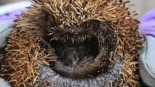Thumbnail: Hedgehog recovering at animal sanctuary after it had its spines CUT OFF with SCISSORS
