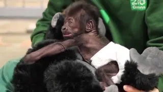Thumbnail: Bristol Zoo's baby gorilla is as cute as ever
