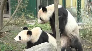 Thumbnail: Giant Pandas mate in captivity for the first time in Europe