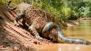 Thumbnail: Wild Life Amazon Jungle – A Fight for Survival — Mother Carries Her Baby to Escape Predators