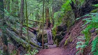 Thumbnail: Following Steep Ravine Trail through Redwood Forest | Marin, California