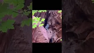 Thumbnail: Hiking the West Rim Trail up to Scout’s Landing in Zion National Park 