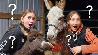 Thumbnail: 5 Hour Road Trip • Farm Sisters are Finally Getting Donkeys!? 🫏 
