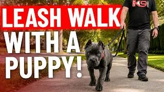 Thumbnail: Teach Your Puppy to Walk Perfectly in 10 Minutes!