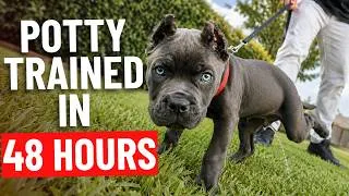 Thumbnail: How to Potty Train Your Puppy in 48 Hours!