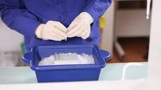 Thumbnail: How to Make Chemically Competent E. coli