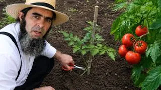 Thumbnail: 5 Techniques to Help Tomatoes Grow Stronger After Transplanting