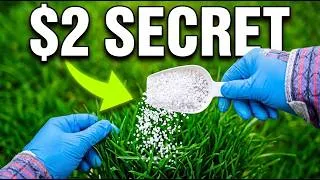 Thumbnail: Your Lawn Is Green but Weak — This $2 Powder Makes It Tough