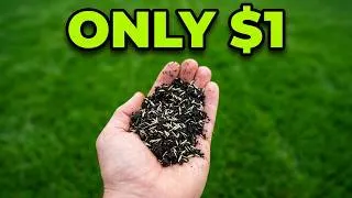 Thumbnail: Your Lawn Doesn't Need Reseeding — This $1 Mix Fills Every Bare Spot
