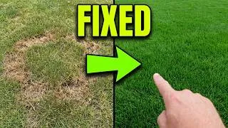Thumbnail: Brown Rings in Your Grass? This $2 Spray Stops the Fungus