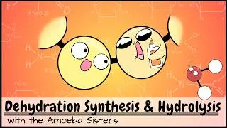 Thumbnail: Dehydration Synthesis and Hydrolysis