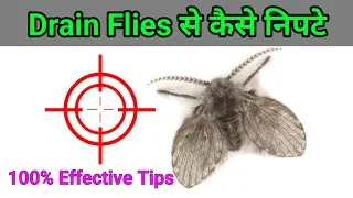Thumbnail: 5 Simple Tips to Get Rid Of Drain Flies । Drain fly ko kaise bhagaye #drainflies