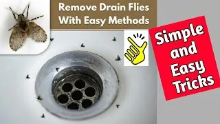 Thumbnail: Drain flies how to get rid of them | Home Remedies |Drain Flies in bathroom #drainflies