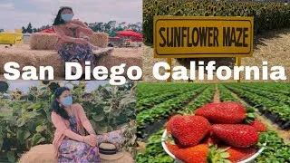 Thumbnail: Sun Flowers Amaze //Strawberry Farm