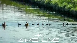 Thumbnail: Planes, Geese & a “Chicago O'Hare”? Schiphol Highlights | Apr 25, 2026