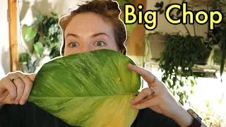 Thumbnail: I finally cut my biggest plant | Reset part 2