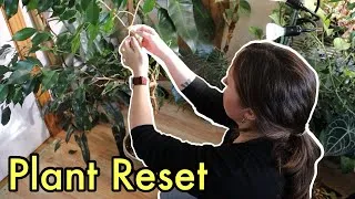 Thumbnail: Gentle Plant TLC 💚| What I do on reset days