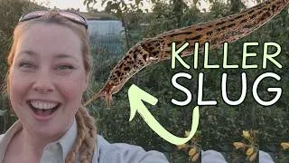 Thumbnail: Do You Have These Killer Slugs In Your Garden?