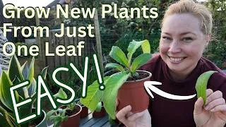 Thumbnail: Grow New Plants From Just One Leaf! Easy Leaf Propagation Technique For Beginners