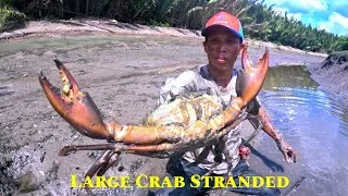 Thumbnail: AMAZING COASTAL FISHERMEN CATCH HUGE HUNDREDS OF MUD CRABS WHICH WAS stranded at low tide ... 