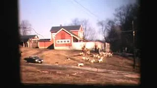 Thumbnail: Hunting with dogs. 1960s. USA. part 2
