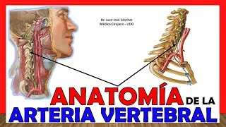 Thumbnail: 🥇 ARTERIA VERTEBRAL, Anatomía (Recorrido y Ramas). ¡Explicación Fácil y Sencilla!