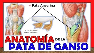 Thumbnail: 🥇 PATA DE GANSO Anatomía, (Pata Anserina). ¡Explicación Fácil y Sencilla!