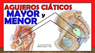 Thumbnail: 🥇 Agujeros SACROCIÁTICOS MAYOR y MENOR. (Sacrotuberoso y Sacroespinoso)