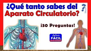 Thumbnail: 🥇¿QUÉ TANTO SABES DEL SISTEMA CIRCULATORIO? ¡ Test de 30 Preguntas!