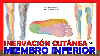 Thumbnail: 🥇 INERVACIÓN CUTÁNEA DEL MIEMBRO INFERIOR (Resumen de Nervios) ¡Explicación Fácil y Sencilla!