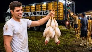 Thumbnail: This Is What Happens to 15,000 Chickens after 30 days