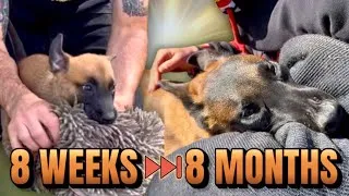 Thumbnail: Malinois Bite Work Progress Over 6 Months