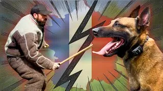 Thumbnail: Decoying AND Handling My Malinois Before Competition! 