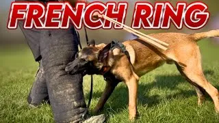 Thumbnail: Malinois Puppy & Adult Training French Ring 