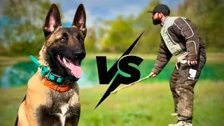 Thumbnail: Malinois Training The French Ring Dog Sport