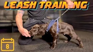 Thumbnail: Leash Training Intro w/ My Puppy! Day 8