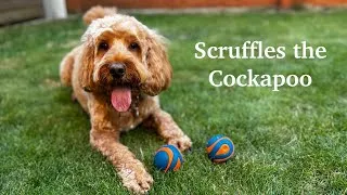 Thumbnail: Scruffles the Cockapoo 🐶