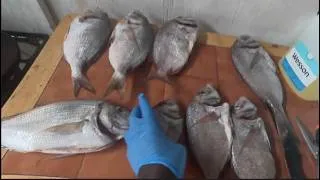 Thumbnail: Fresh-Caught Porgy Never Tasted Better | Catch, Clean & Cook
