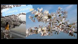 Thumbnail: Sakura Japan 2021