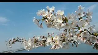Thumbnail: Spring 2021/Japan