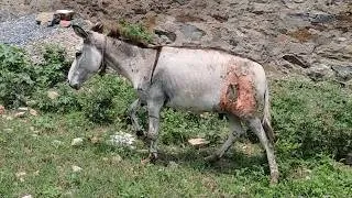Thumbnail: Injured donkey Nuzzle finally finds his forever home.