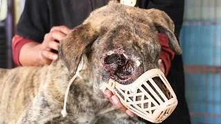 Thumbnail: We couldn’t save his eye, but we did save his life!