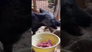 Thumbnail: Feeding My Two Pet Foxes | Their Sweet Reactions Will Melt Your Heart 🦊❤️ #fox #cuteanimals 