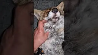 Thumbnail: The Secret Life of Pet Foxes | 5 Minutes of Adorable & Funny Fox Moments #Fox #PetFox #CuteAnimals