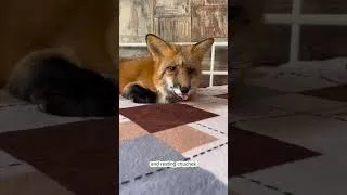 Thumbnail: Real Life With Pet Foxes 🦊 Playing, Sleeping & Talking! #petfox #foxlife #cuteanimals #fox