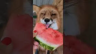 Thumbnail: The Secret Life of My Pet Fox #petfox #fox #cutepets #foxlife  #foxlover #petanimals  #cuteanimals 