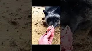 Thumbnail: 13 Minutes of Pet Fox Life 🦊 Growling, Playing, Running & Sleeping #fox #foxes #cutefox #foxsounds