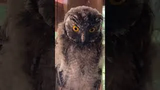 Thumbnail: Animal life