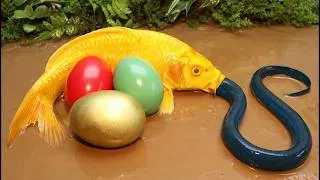 Thumbnail: Stop motion ASMR - Catfish hunting Colorful carp koi fish  - 다채로운 잉어물고기 | 거대한 개구리 - 무지개 메기/ 스톱 모션